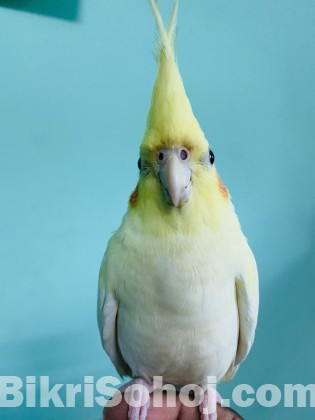 Cockatiel Bird